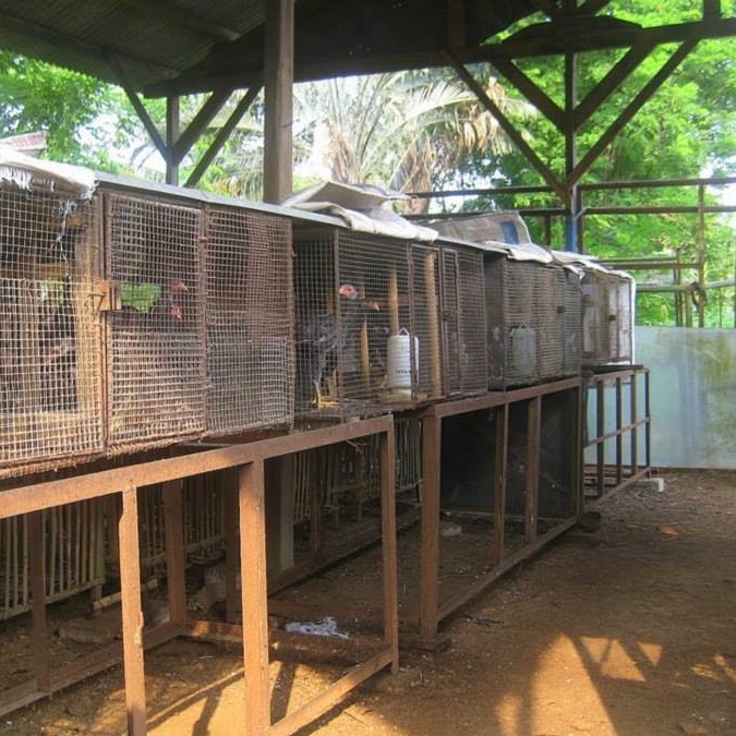 kandang ayam